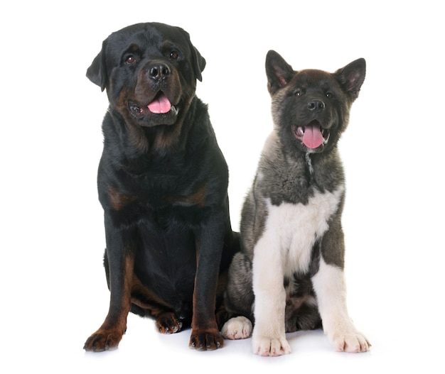 chiot américain akita et rottweiler