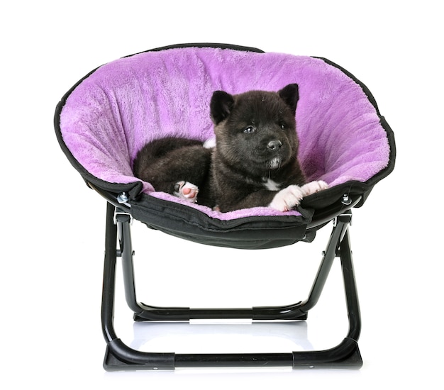 chiot américain akita