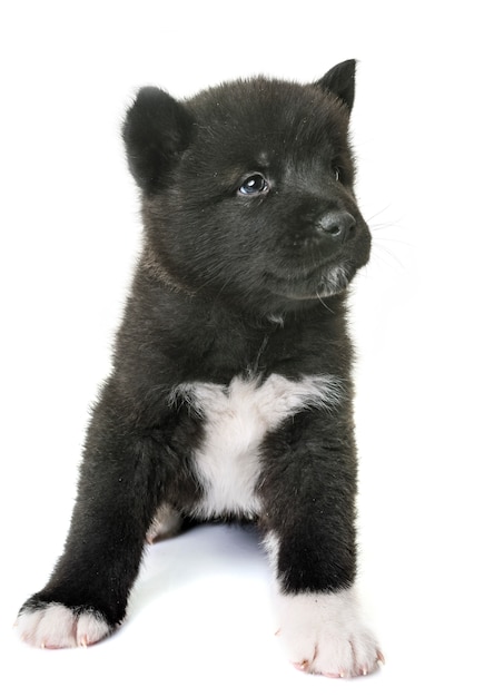 chiot américain akita