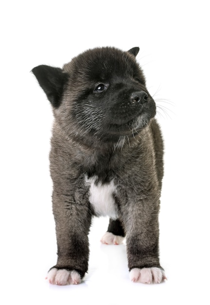 chiot américain akita