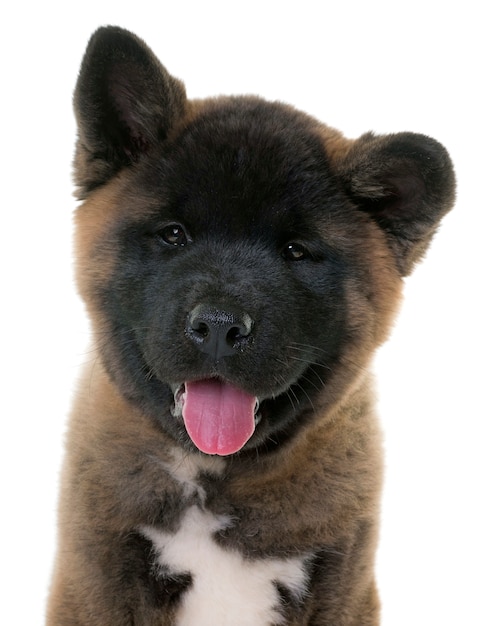 chiot américain akita