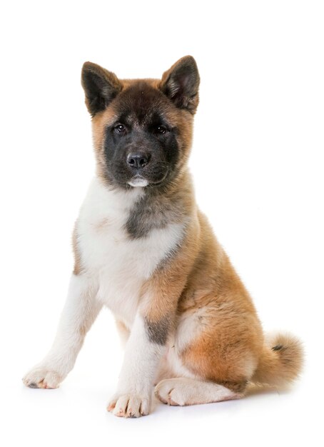 chiot américain akita