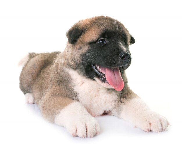 chiot américain akita