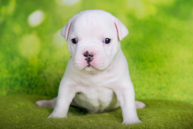 Chiot American Bullies blanc sur fond vert