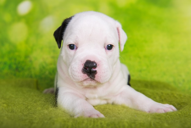 Chiot American Bullies blanc noir sur fond vert