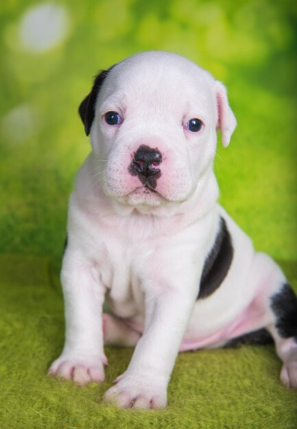 Chiot American Bullies blanc noir sur fond vert