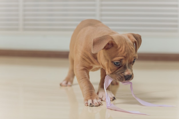 Chiot American Bully curieusement marchant vers l'avant