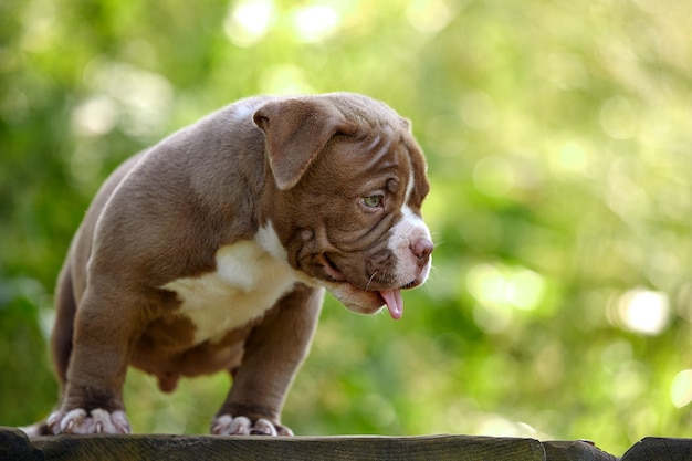 Chiot American Bully violet sur une passerelle en bois dans le jardin, un mignon petit chiot fait du sport et joue dans le jardin, copiez l'espace.