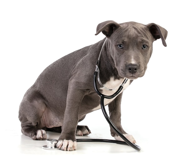 Chiot American Staffordshire Terrier sur blanc isolé