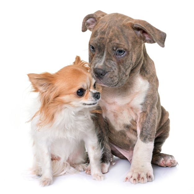 chiot american staffordshire terrier et chihuahua