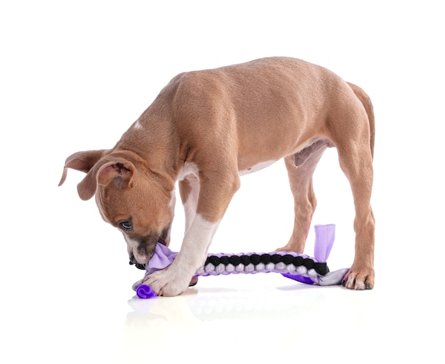 Chiot American Staffordshire Terrier jouant avec un jouet en tissu tissé