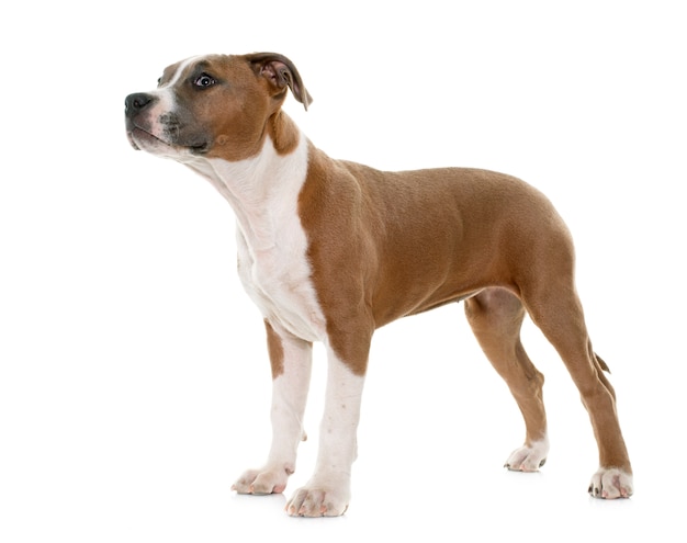 chiot american staffordshire terrier