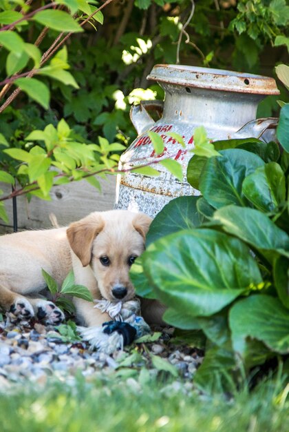 Photo un chiot assis au milieu des plantes