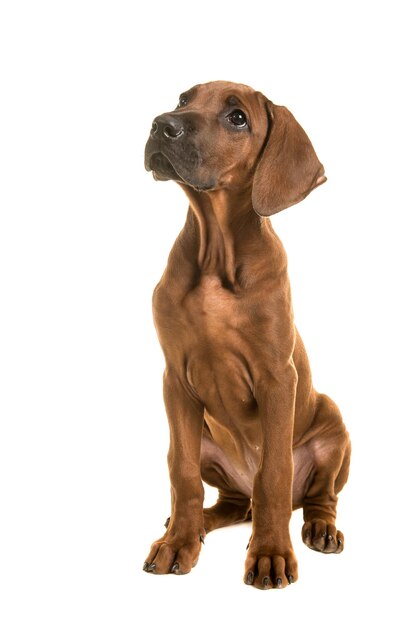 Un chiot assis sur un fond blanc