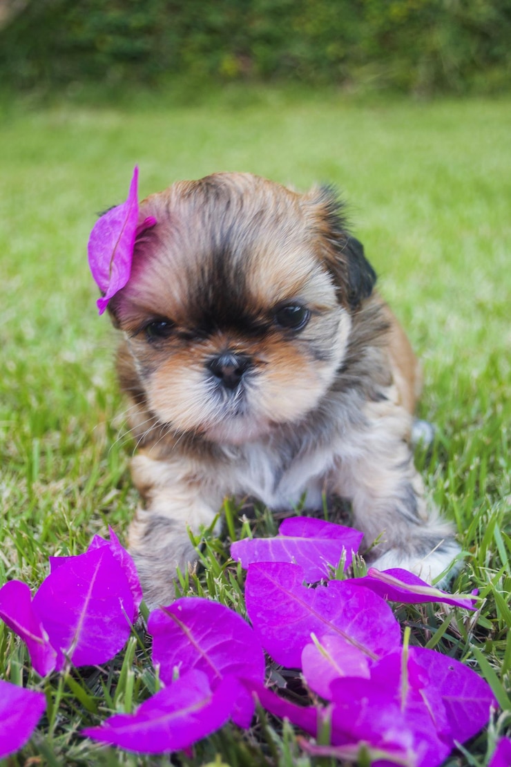 Photo un chiot assis sur l'herbe dans la cour