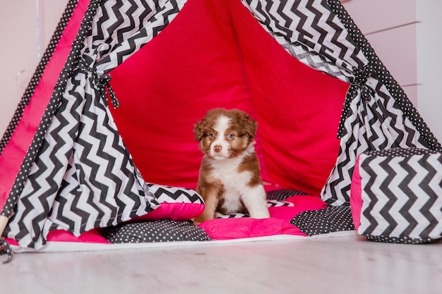 Un chiot au sol avec des fleurs en arrière-plan