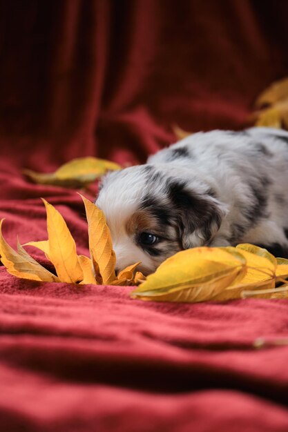 Le chiot Aussie bleu merle se trouve sur une couverture rouge vif parmi les feuilles d'automne tombées jaunes