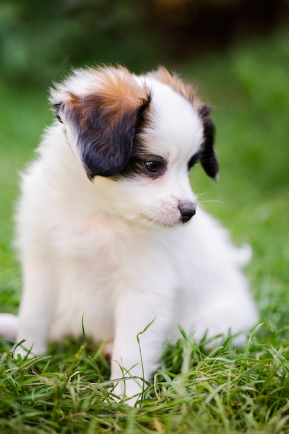 Chiot aux oreilles brunes