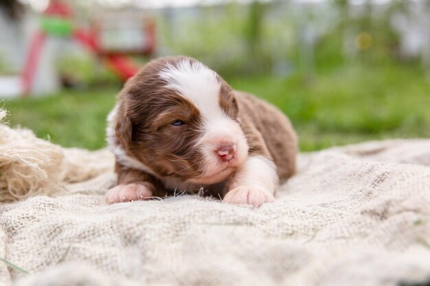 Un chiot avec une bande blanche sur le visage