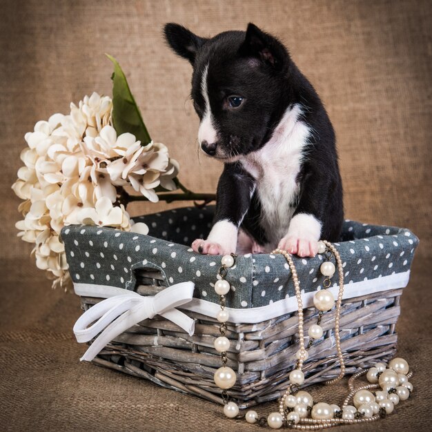 Chiot Basenji assis dans un panier avec des fleurs