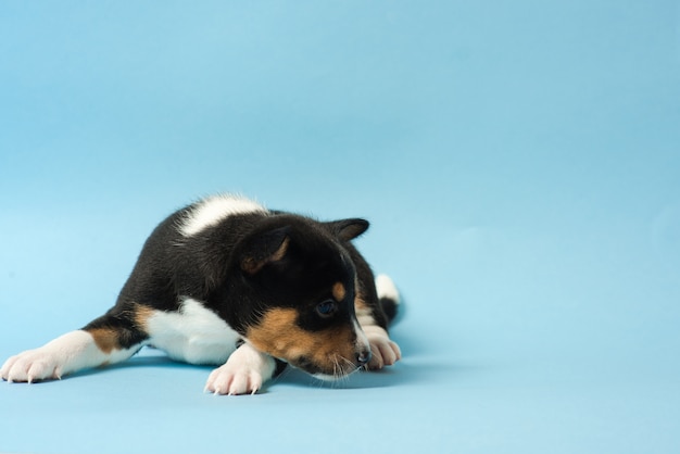 Chiot Basenji tricolore gisait au sol