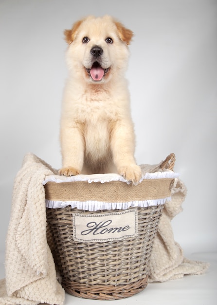 Chiot bâtard dans un panier