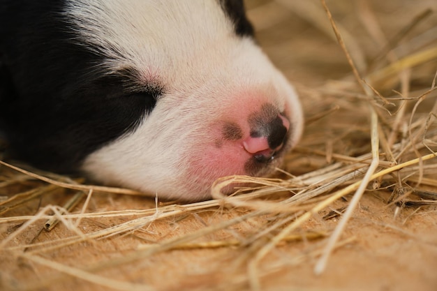 Le chiot bâtard est né récemment les yeux encore fermés Chiot noir et blanc nouveau-né