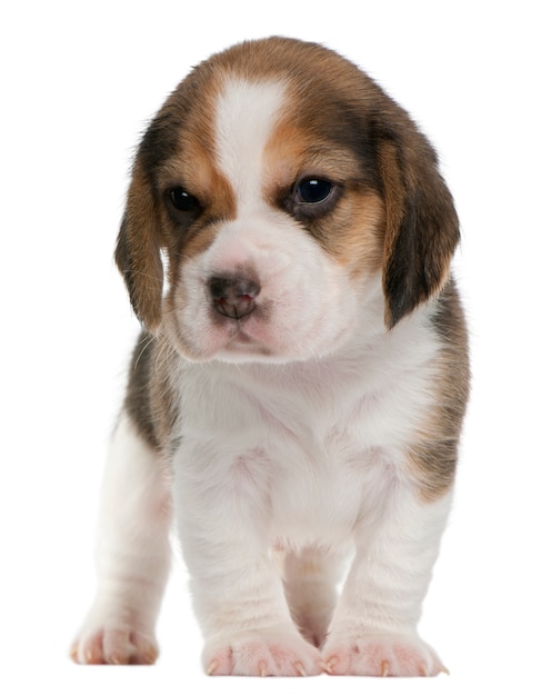 Chiot Beagle, 1 mois, debout