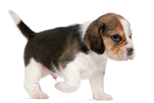 Chiot Beagle, 1 mois, marchant