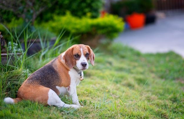 Chiot Beagle assis sur l&#39;herbe verte, Portrait mignon chien Beagle