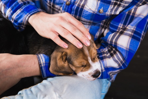 Chiot Beagle dormir dans les mains