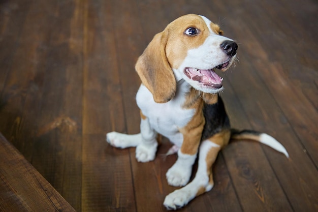 Chiot beagle drôle est assis sur un sol en bois sombre avec ses pattes écartées et lève les yeux en souriant