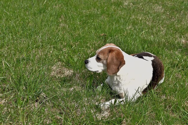 chiot beagle sur l'herbe