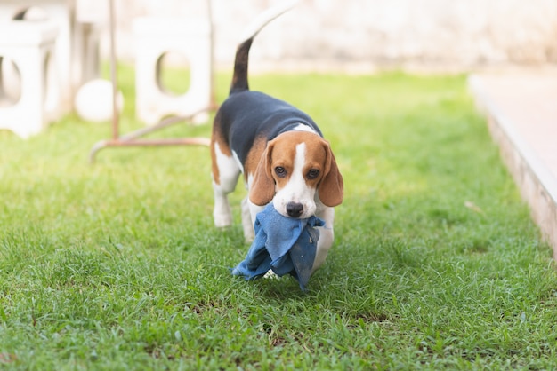 Chiot Beagle jouant avec une serviette bleue sur le sol