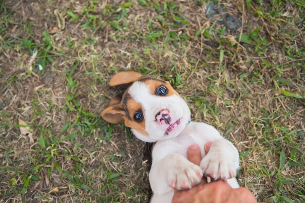 chiot beagle jouant sur le sol de l&#39;herbe