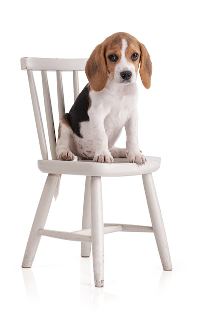 Chiot beagle mignon assis sur une chaise blanche sur un fond blanc isolé