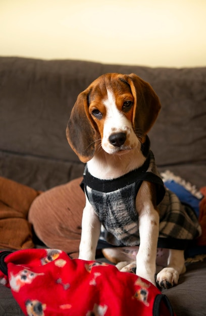 Chiot beagle mignon sur canapé.