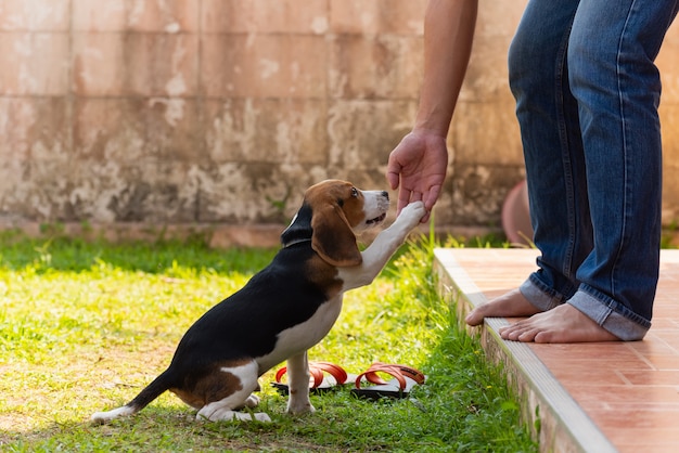 Chiot Beagle mignon jouant avec le propriétaire