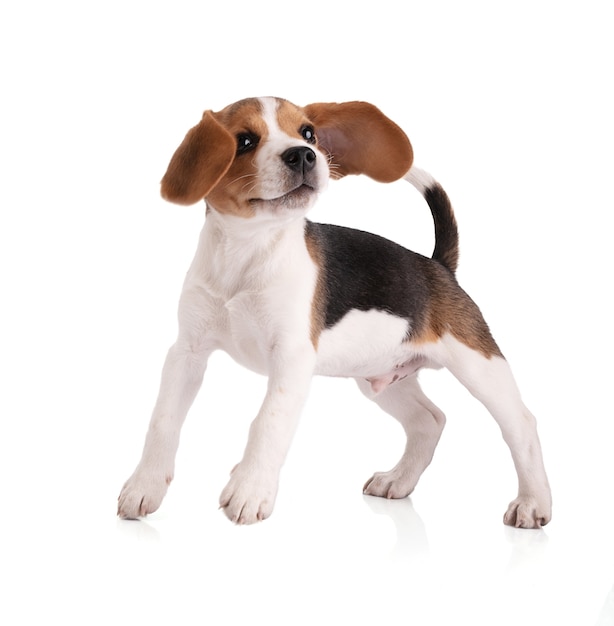 Chiot beagle saute sur une surface blanche