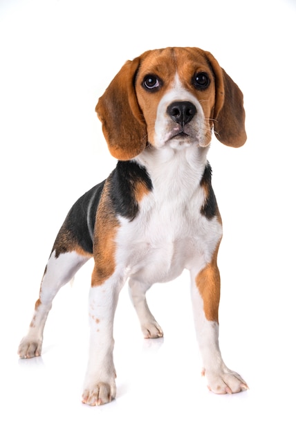 chiot beagle en studio