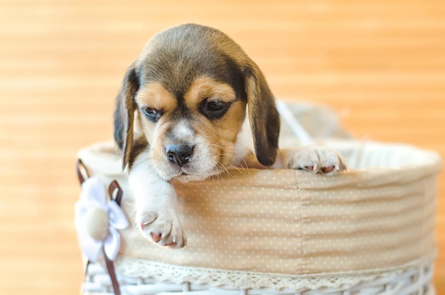 Chiot Beagle