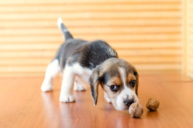 Chiot Beagle