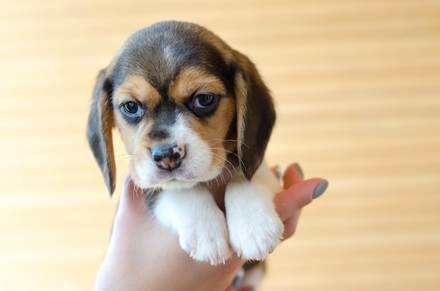 Chiot Beagle