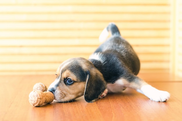 Chiot Beagle