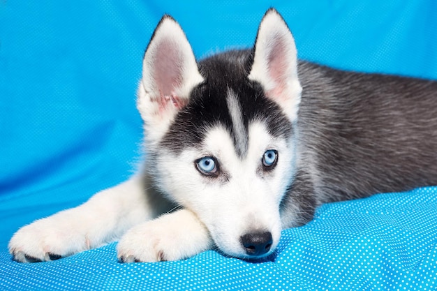 Chiot d'un beau chien husky de race pure