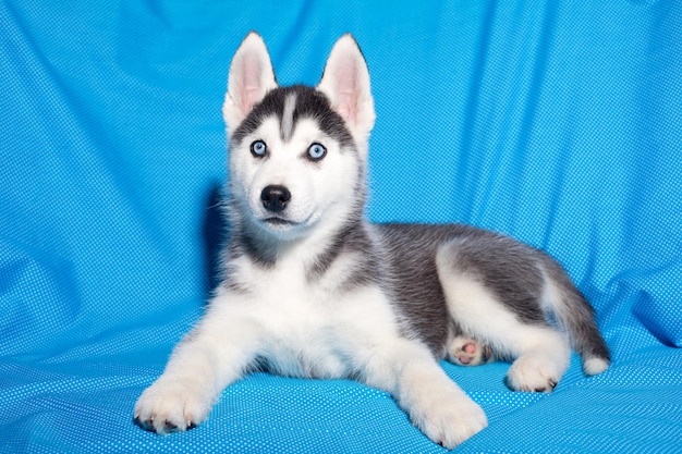 Chiot d'un beau chien husky de race pure