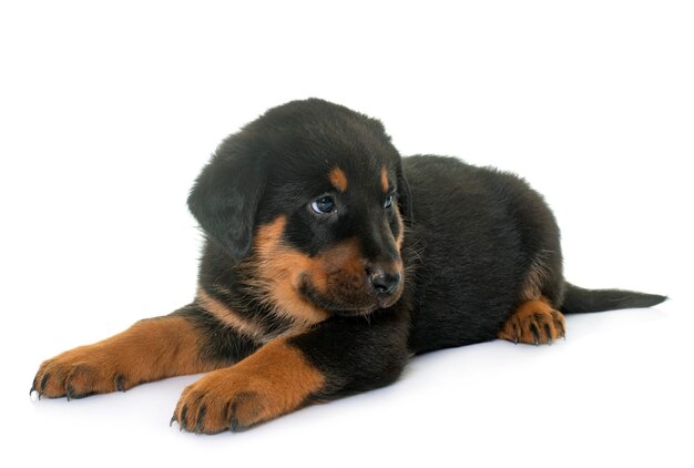 Chiot Beauceron devant fond blanc