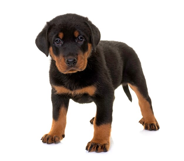 chiot beauceron en studio