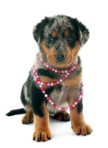 chiot beauceron en studio