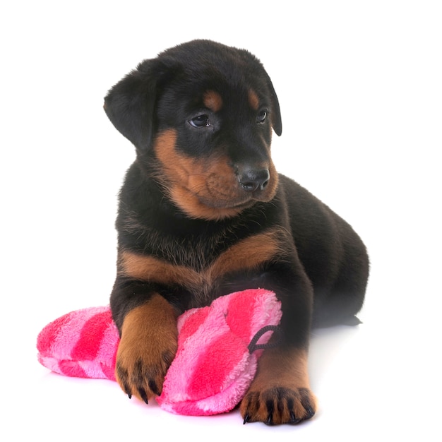 Chiot Beauceron En Studio